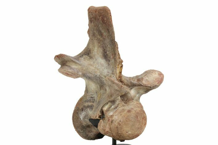 Fossil Spinosaurus Cervical Vertebra - Incredible Preservation #244472
